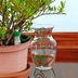 Easy Watering: 6 Plant Waterer Products We Love