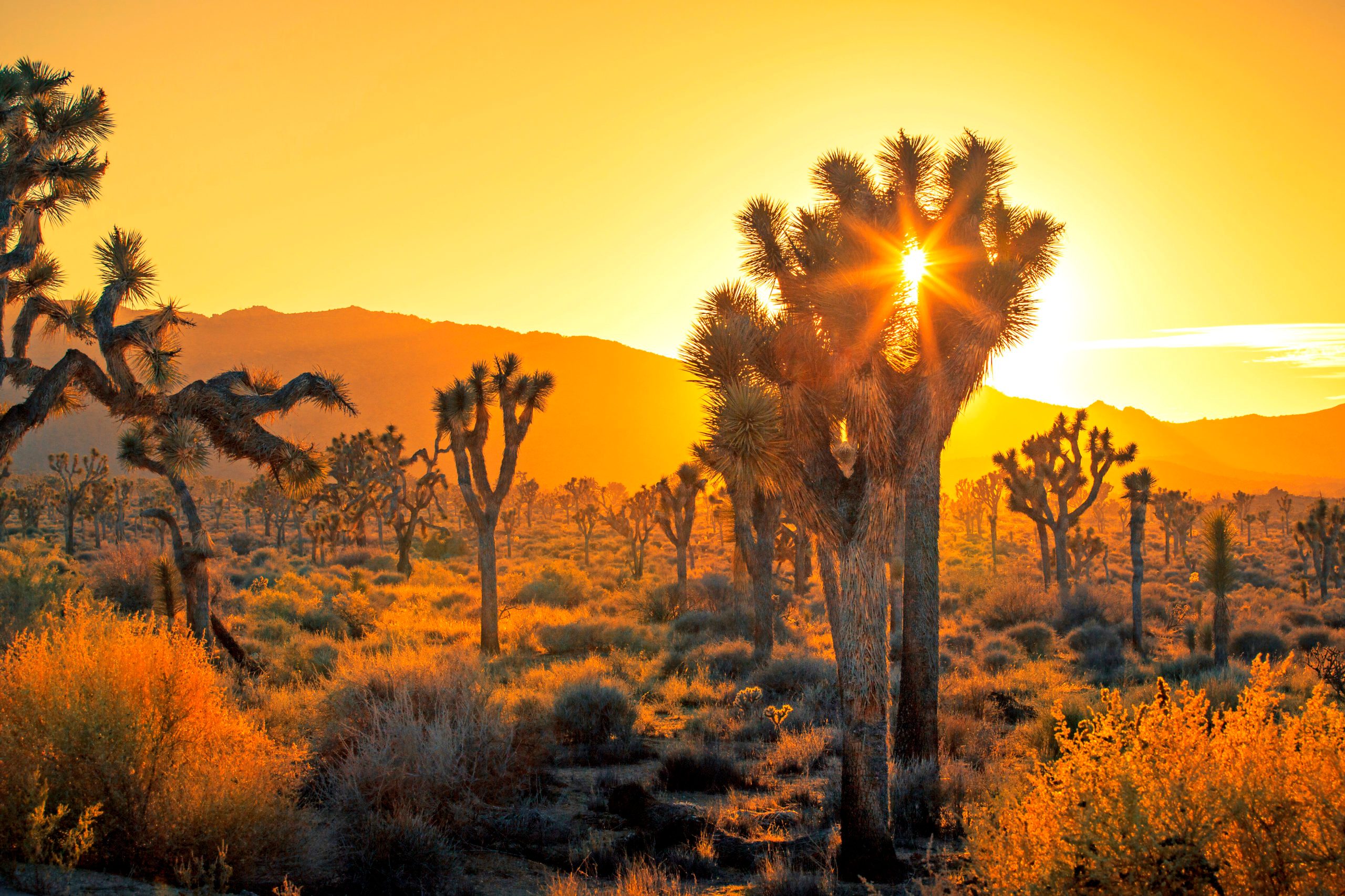 4 Essential Things to Do in Joshua Tree National Park