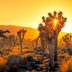 4 Essential Things to Do in Joshua Tree National Park