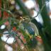 All About Cedar Waxwing Baby Birds and Nests