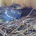 When Do Bluebirds Nest and Lay Eggs?