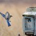 Is That a Tree Swallow in my Bluebird House?