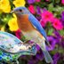 20 Beautiful Pictures of Bluebirds