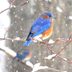 Ask the Experts: Do Bluebirds Migrate in Winter?