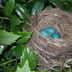 All About Robin Nests and Robin Eggs