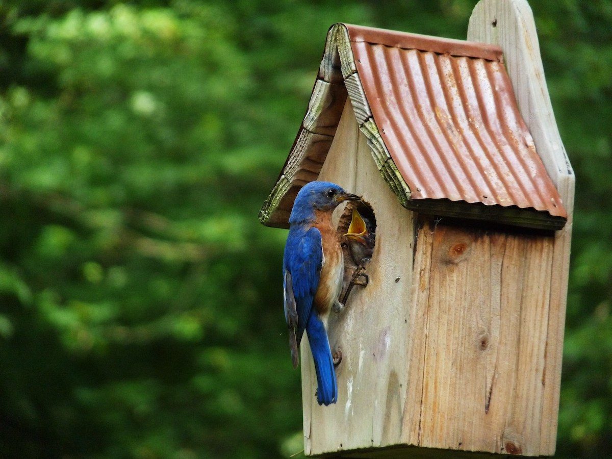 Where Is the Best Place for a Bluebird House?