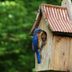 Where Is the Best Place for a Bluebird House?