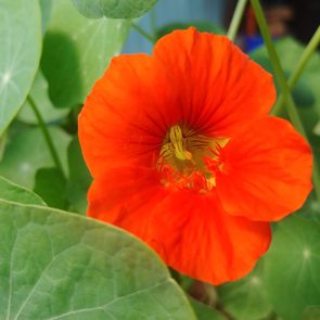 nasturtium easy flowers to grow