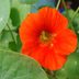 Beautiful Nasturtium Flowers Keep Bad Bugs Away