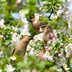 What Does a Cedar Waxwing Call Sound Like?