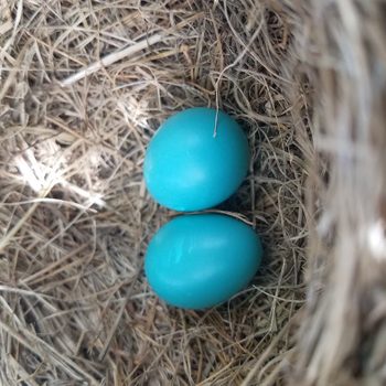 bird eggs in nest