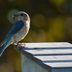 Help the Bluebirds: Monitor Bluebird Nest Boxes