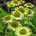 10 Gorgeous Green Flowers for Your Garden