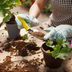 Can You Reuse Potting Soil in Planters?