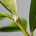 How to Get Rid of Mealybugs and Scale Insects on Plants