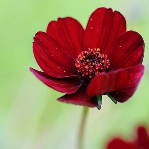 Chocolate Cosmos flowers