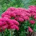 Top 10 Year Round Flowers and Perennial Plants