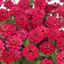 The Zinnia Profusion Series Will Fill Your Garden With Color