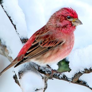 A male purple finch sitting on a snowy branch in winter.