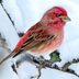 How to Attract and Identify a Purple Finch