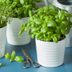 Create a Windowsill Herb Garden