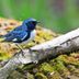 All About Black-Throated Blue (and Green) Warblers