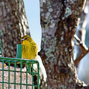 pine warbler