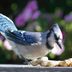 Bluebird vs Blue Jay: How to Tell the Difference