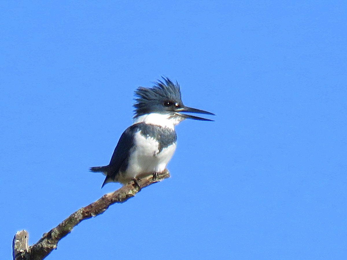 Meet the Belted Kingfisher Bird