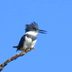 Meet the Belted Kingfisher Bird