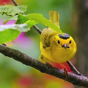 wilson's warbler