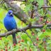 20 Photos of Breathtaking Blue Colored Birds