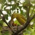 How Long Do Baby Birds Stay in the Nest and More Nest Facts