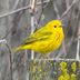 How to Identify a Yellow Warbler