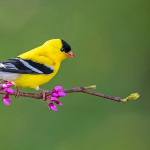 goldfinch Bnbugc Mike Timmons