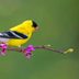 Yellow Warbler vs Goldfinch: How to Tell the Difference