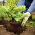 How to Plant Shrubs and Bushes