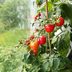 Top 5 Tips for Growing Tomatoes Indoors (From a Tomato Expert)