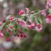 Why You Should Plant a Weeping Crabapple Tree