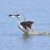 7 Sweet Photos Show How Birds Flirt and Attract Mates