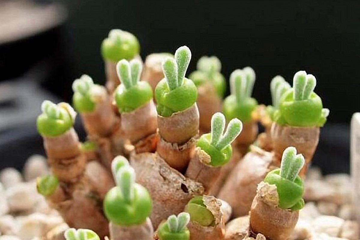 We’re Hopping With Excitement Over This Adorable Bunny Succulent