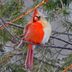 Rare Half Male, Half Female Cardinal Spotted in Pennsylvania