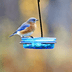 The Best Bluebird Feeders and Feeding Tips