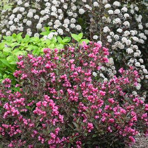 when to prune trees and shrubs