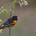 How to Attract Orioles to Your Backyard