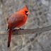 The Most Commonly Sighted Bird in Every State