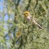 Discover the Desert Birds of the Southwest