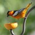 What Birds Eat Oranges from Fruit Bird Feeders?