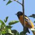 What Does a Baltimore Oriole Song Sound Like?