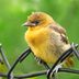 How to Identify Baby Orioles and Juvenile Orioles